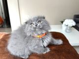 Pofuduk Scottish Fold Longhair Blue