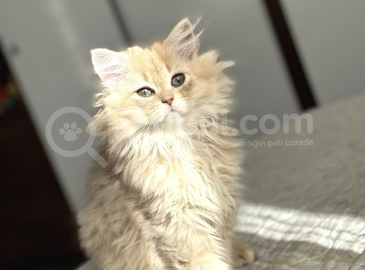 Bri̇ti̇sh Longhai̇r 