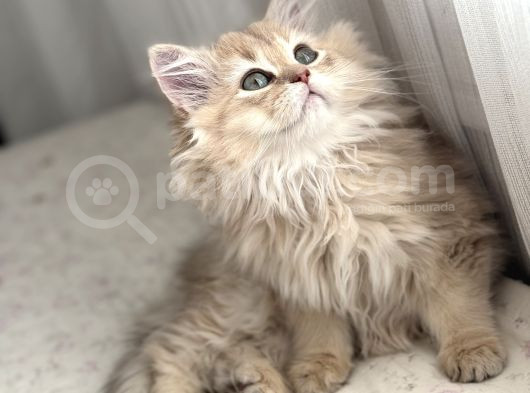 Bri̇ti̇sh Longhai̇r  görsel