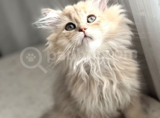 Bri̇ti̇sh Longhai̇r  görsel
