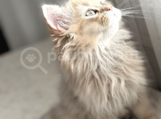 Bri̇ti̇sh Longhai̇r  görsel