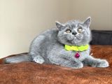 Safkan British Shorthair Blue Yavrular