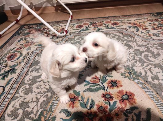 Xs Maltese Bebekler görsel