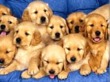 Baybfes Golden Bebeklerimiz