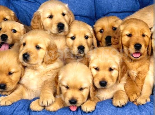Baybfes Golden Bebeklerimiz görsel