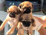 SAFKAN IRK VE SAĞLIK GARANTİLİ -SERTFİKALI - GOLD PUG MOPS