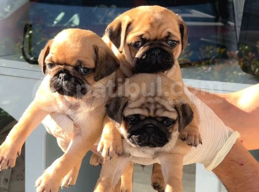 Safkan Irk Ve Sağlik Garanti̇li̇ -Sertfi̇kali - Gold Pug Mops