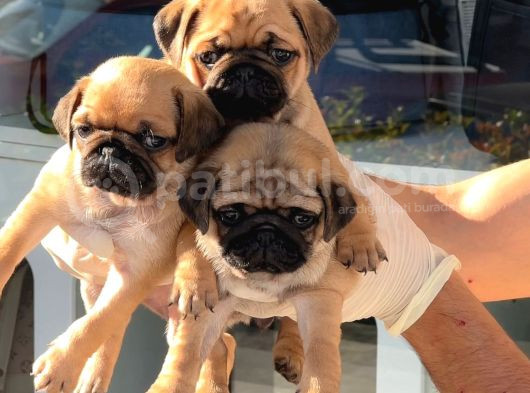 Safkan Irk Ve Sağlik Garanti̇li̇ -Sertfi̇kali - Gold Pug Mops görsel
