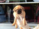 Safkan Irk Ve Sağlik Garanti̇li̇ -Sertfi̇kali - Gold Pug Mops