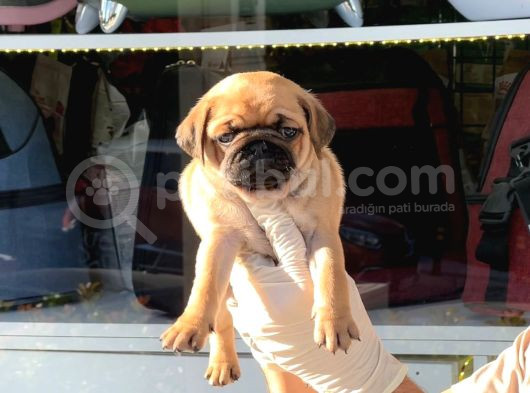 Safkan Irk Ve Sağlik Garanti̇li̇ -Sertfi̇kali - Gold Pug Mops görsel