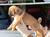 Safkan Irk Ve Sağlik Garanti̇li̇ -Sertfi̇kali - Gold Pug Mops