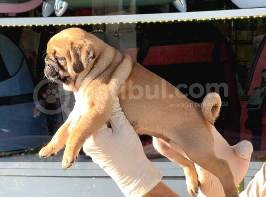 Safkan Irk Ve Sağlik Garanti̇li̇ -Sertfi̇kali - Gold Pug Mops görsel