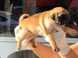 Safkan Irk Ve Sağlik Garanti̇li̇ -Sertfi̇kali - Gold Pug Mops