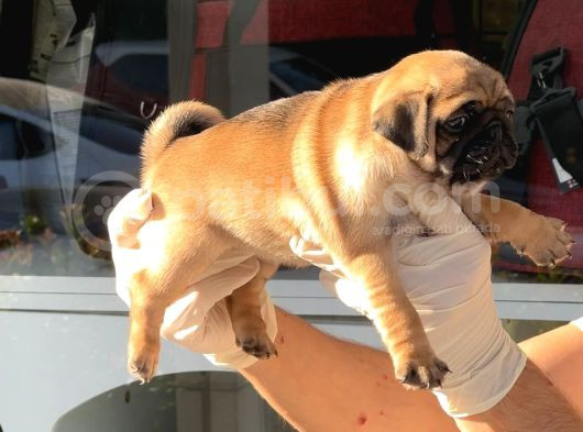 Safkan Irk Ve Sağlik Garanti̇li̇ -Sertfi̇kali - Gold Pug Mops görsel