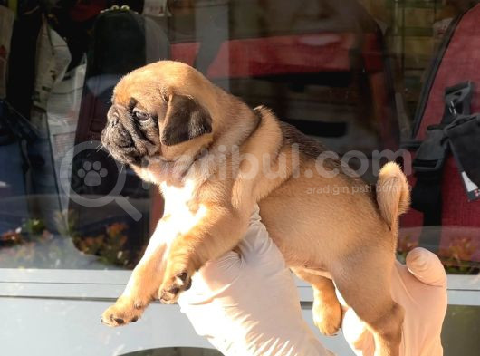 Safkan Irk Ve Sağlik Garanti̇li̇ -Sertfi̇kali - Gold Pug Mops görsel