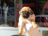 Safkan Irk Ve Sağlik Garanti̇li̇ -Sertfi̇kali - Gold Pug Mops