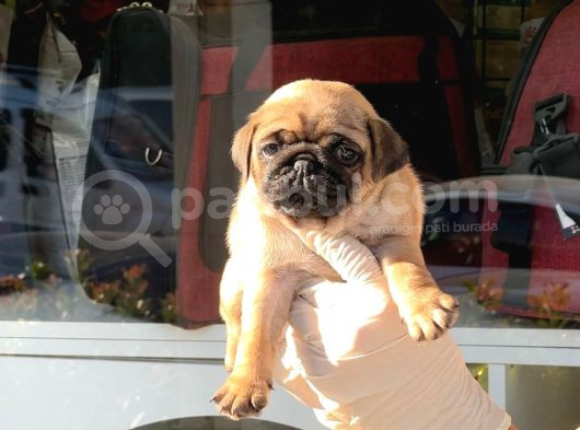 Safkan Irk Ve Sağlik Garanti̇li̇ -Sertfi̇kali - Gold Pug Mops görsel