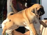 Safkan Irk Ve Sağlik Garanti̇li̇ -Sertfi̇kali - Gold Pug Mops