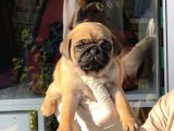 Safkan Irk Ve Sağlik Garanti̇li̇ -Sertfi̇kali - Gold Pug Mops