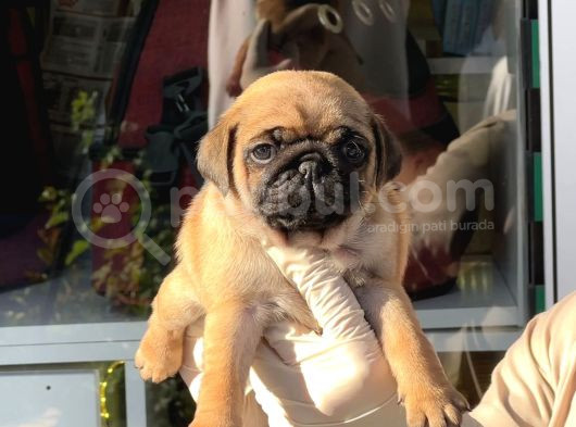 Safkan Irk Ve Sağlik Garanti̇li̇ -Sertfi̇kali - Gold Pug Mops görsel