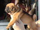 Safkan Irk Ve Sağlik Garanti̇li̇ -Sertfi̇kali - Gold Pug Mops