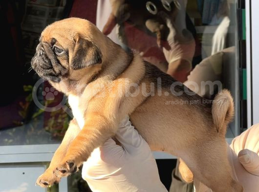 Safkan Irk Ve Sağlik Garanti̇li̇ -Sertfi̇kali - Gold Pug Mops görsel