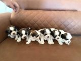 Sağlık Ve Irk Garantisi Altında Shih Tzu Yavrularımız