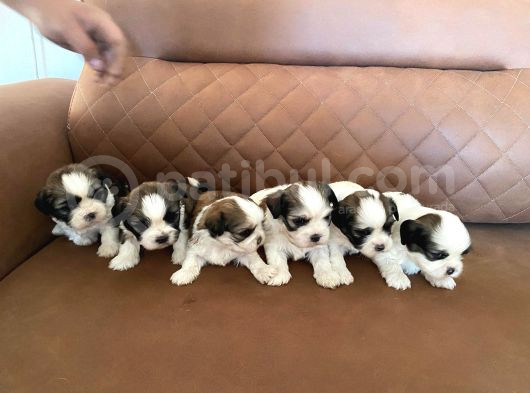 Sağlık Ve Irk Garantisi Altında Shih Tzu Yavrularımız görsel