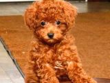 Kıpkırmızı Red Tooy Poodle Sevimli Yavrular 