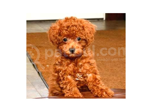 Kıpkırmızı Red Tooy Poodle Sevimli Yavrular  görsel