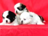 SHİH TZU YAVRUSU