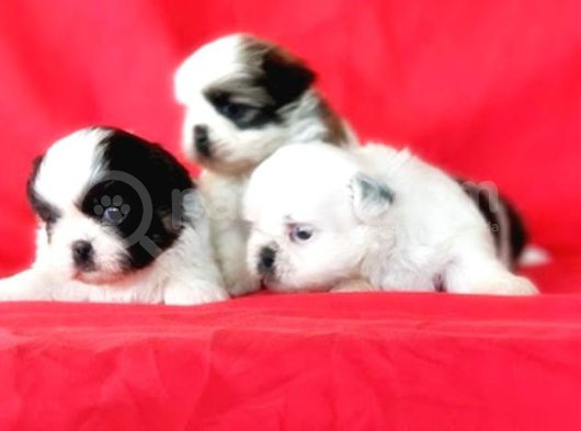 Shi̇h Tzu Yavrusu