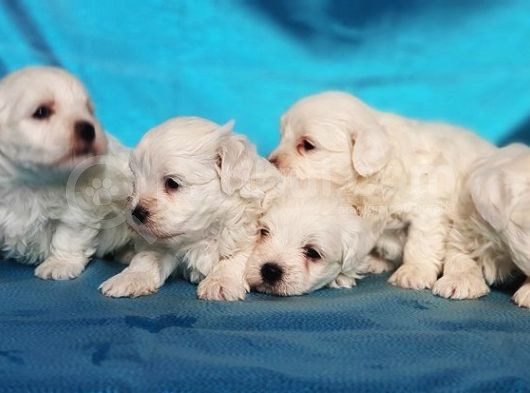 Maltese Terri̇er Yavru görsel