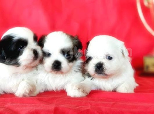 Shi̇h Tzu Yavrusu görsel