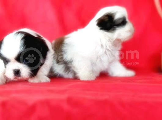 Shi̇h Tzu Yavrusu görsel
