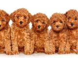 Kıpkırmızı Red tooy poodle sevimli yavrular 