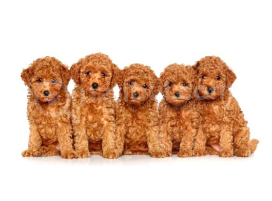 Kıpkırmızı Red Tooy Poodle Sevimli Yavrular 