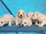 MALTESE TERRİER YAVRU
