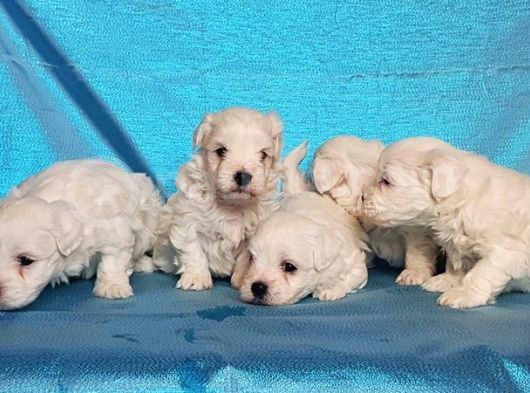 Maltese Terri̇er Yavru
