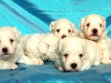 Maltese Terri̇er Yavru