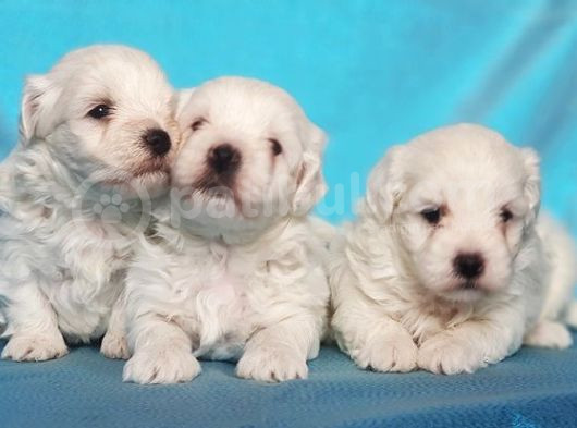 Maltese Terri̇er Yavru görsel