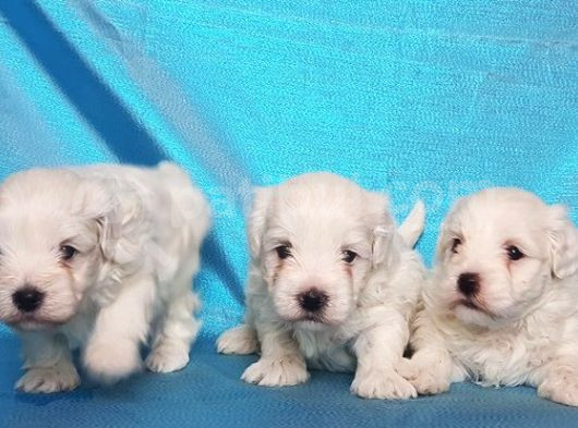 Maltese Terri̇er Yavru görsel