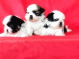 Shi̇h Tzu Yavrusu