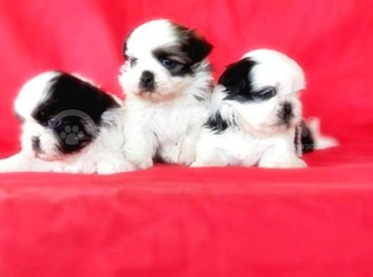 Shi̇h Tzu Yavrusu görsel