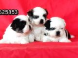 Shi̇h Tzu Yavrusu