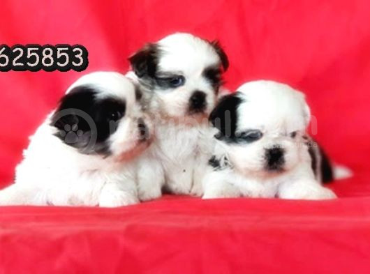 Shi̇h Tzu Yavrusu görsel