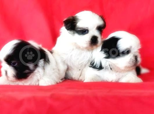 Shi̇h Tzu Yavrusu görsel