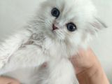 British shorthair erkek