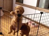 Show Kalite Puppies