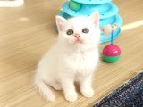 Mükemmel British Shorthair Yavrular